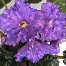 African Violet Starter Plant K-Lovets Snov Gardening USA Seller