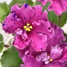 African Violet Starter Plant "AP-Skazki Dlya Mash Variegated Gardening USA Seller