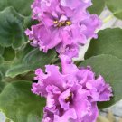 African Violet Starter Plant LF-Sladkiy Pion Gardening USA Seller