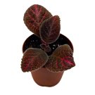 Harmony Foliage Episcia Pink Gator Flame Violet 2 inch USA Seller