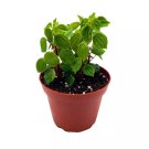 Peperomia Meridana in a 2 inch Pot Green Meridensis USA Seller