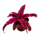 Cryptanthus Bivittatus, 2 inch, Red Star Bromeliad, Tiny Mini Pixie Plant USA Seller