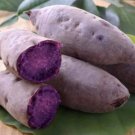 10 Purple Sweet potato Slips - Cuttings Sweet Potato Plants / Khoai Lang Tím USA Seller