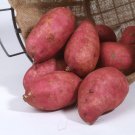 10 Sweet Potato Slips Plants - Murasaki - Japanese - Non GMO & Chemical Free