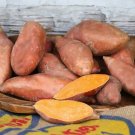 10 Sweet Potato Slips Plants - Orleans - Non GMO & Chemical Free USA Seller