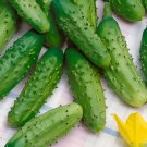 Parisian Gherkin Cucumber 30 Seeds Garden Fresh Ship From USA Parisian Gherkin Cucumber 30 Seeds Garden Fresh Ship From USA