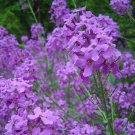500 Dames Rocket Danask Violet Hesperis Matronalis Dame'S Purple Flower Seeds Garden Fresh Ship From