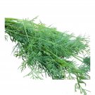 500 Mammoth Long Island Dill Seeds Seeds Garden Fresh Ship From USA 500 Mammoth Long Island Dill Seeds Seeds Garden Fresh Ship From USA
