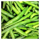 15 Tendergreen Green Bush Bean Seeds Stringless Bean Heavy Producer Garden Fresh Ship From USA
