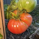 20 German Giant Tomato Seeds Big And Juicy Potato Leaf Garden Fresh Ship From USA 20 German Giant Tomato Seeds Big And Juicy Potato Leaf Garden Fresh Ship From USA