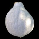 10 Blue Hubbard Squash Seeds Garden Fresh Ship From USA