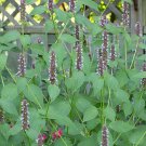 6000 Agastache Seeds Korean Mint Seeds Garden Fresh Ship From USA 6000 Agastache Seeds Korean Mint Seeds Garden Fresh Ship From USA