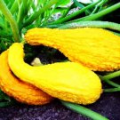 10 Crooked Neck Summer Squash Seeds Garden Fresh Ship From USA 10 Crooked Neck Summer Squash Seeds Garden Fresh Ship From USA