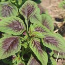 500 Amaranth Seed Green Leaf Lu Hsien Data Shak Dugi Chinese Xian Cai Garden Fresh Ship From USA