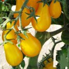 Yellow Plum Tomato Seeds 50 Seeds Perfect Sauces And Slices Garden Fresh Ship From USA Yellow Plum Tomato Seeds 50 Seeds Perfect Sauces And Slices Garden Fresh Ship From USA