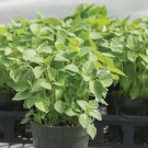 500 Green Leaf Holy Basil Krishna Tulsi Herb Garden Fresh Ship From USA 500 Green Leaf Holy Basil Krishna Tulsi Herb Garden Fresh Ship From USA