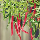 50 Hot Cayenne Long Slim Pepper Seeds Seeds Garden Fresh Ship From USA