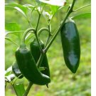 25 Jalapeno M Pepper Seeds Garden Fresh Ship From USA 25 Jalapeno M Pepper Seeds Garden Fresh Ship From USA