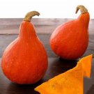 Red Kuri Squash Seeds Hokkaido 5 Seeds Garden Fresh Ship From USA Red Kuri Squash Seeds Hokkaido 5 Seeds Garden Fresh Ship From USA