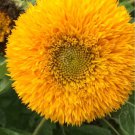 Teddy Bear Sunflower Seeds 30 Seeds Garden Fresh Ship From USA Teddy Bear Sunflower Seeds 30 Seeds Garden Fresh Ship From USA