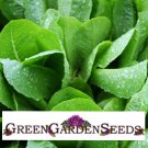 Romaine Lettuce Seeds Parris Island Cos 500 Seeds Garden Fresh Ship From USA Romaine Lettuce Seeds Parris Island Cos 500 Seeds Garden Fresh Ship From USA