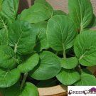 Pak Choi Seeds Bok Choi Seeds Chinese Cabbage 1500 Seeds Garden Fresh Ship From USA