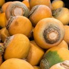350 Golden Globe Turnip Seeds Non-Gmo Heirloom Turnip Seeds Bulk Seeds Garden Fresh Ship From USA