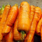 450 Danvers Carrot Seeds Non-Gmo Heirloom Carrot Seeds Garden Fresh Ship From USA