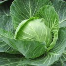 150 Early Jersey Wakefield Cabbage Seeds Heirloom Non-Gmo Cabbage Seeds Garden Fresh Ship From USA