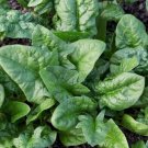 250 Viroflay Spinach Spinach Seeds Non-Gmo Heirloom Spinach Garden Fresh Ship From USA