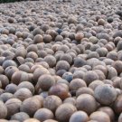 5 Macadamia Nut Seeds Macadamia Integrifolia Non-Gmo Hardy Nut Tree Garden Fresh Ship From USA 5 Macadamia Nut Seeds Macadamia Integrifolia Non-Gmo Hardy Nut Tree Garden Fresh Ship From USA
