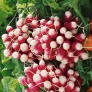 500 French Break Radish Seeds Non-Gmo Heirloom Radish Garden Fresh Ship From USA