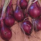 1000 Ruby Red Onion Heirloom Non-Gmo Onion Seeds Strong And Sweet Flavor Garden Fresh Ship From USA