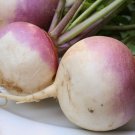10000 Purple Top Turnip Seeds Non-Gmo Heirloom Turnip Seeds Bulk Seeds Garden Fresh Ship From USA