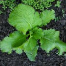 5000 Southern Giant Cur Mustard Seeds Non-Gmo Heirloom Mustard Bulk Seed Garden Fresh Ship From USA