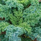 2000 Kale Seeds Dwarf Blue Cur Dwarf Blue Scotch Non-Gmo Heirloom Kale Garden Fresh Ship From USA