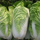 2000 Chinese Michili Cabbage Non-Gmo Heirloom Cabbage Seeds Garden Fresh Ship From USA