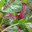 250 Rainbow Swiss Chard Non-Gmo Heirloom Open Pollinated Garden Fresh Ship From USA