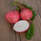 500 German Giant Radish Seeds Non-Gmo Heirloom Huge Radishes Mild Flavor Garden Fresh Ship From USA