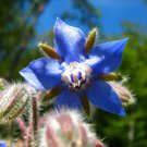 150 Borage Seeds Borago Officinalis Seeds Deer Resistant Flowers Herb Garden Fresh Ship From USA 150 Borage Seeds Borago Officinalis Seeds Deer Resistant Flowers Herb Garden Fresh Ship From USA