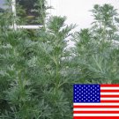 500 Artemisia Absinthium Seeds Absinthe Wormwood Herbs Garden Fresh Ship From USA