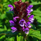 1000 Allheal Seeds Prunella Vulgaris Herb Heal All Garden Fresh Ship From USA
