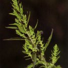 250 Epazote Seeds Chenopodium Ambrosoides Dysphania Ambrosioides Garden Fresh Ship From USA