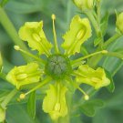 200 Ruta Graveolens Seeds Rue Seeds Herb Garden Fresh Ship From USA