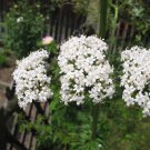 300 Valeriana Officinalis Seeds Valerian Plant Heliotrope Garden Fresh Ship From USA