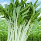 50 Seed White Stem Water Spinach Ong Choy Kong Xin Cai Rau MuốNg TrắNg Garden Fresh Ship From US