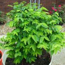 40 Seed HạT Rau Bồ Ngót Katuk Sweet Leaf Sauropus Androgynus Star Gooseberry Garden Fresh Ship 