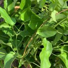 15 Seed Hat Giong La Giang River Leaf Sour Soup Seed Garden Fresh Ship From USA