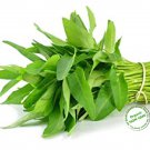1 Lbs (10.000 Seeds Water Morning Glory Water Spinach Ong Choy Rau Muong Garden Fresh Ship From USA