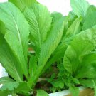 250 Tendergreen Mustard Spinach Seeds Non-Gmo Seeds Garden Fresh Ship From USA